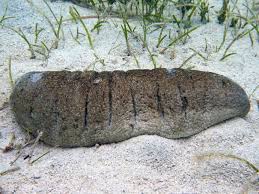 SEA CUCUMBER